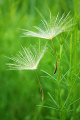Dandelion