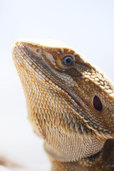 Bearded dragon inside a vivarium photographed in portrait
