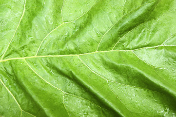 Wet sheet of the plant