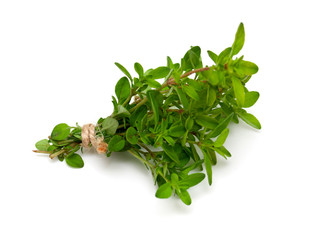 tied thyme