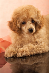 Red Toy Poodle puppies