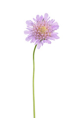Tauben-Skabiose (Scabiosa columbaria)