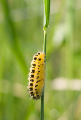 caterpillar on a branch