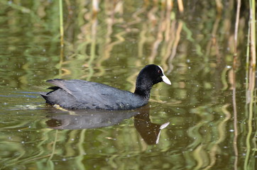 Foulque macroule