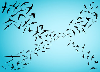 Obraz premium Swifts