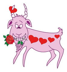 Valentine goat