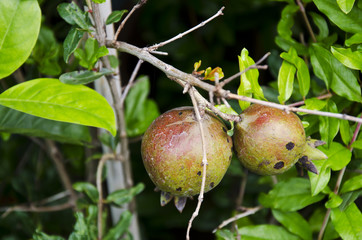 Pomegranate