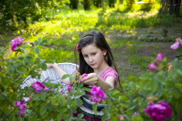 Rose garden