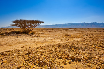 Tree in Desert