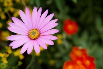 Fototapeta premium Pink flowers
