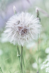 Meadow Salsify