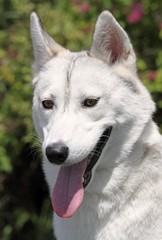 Naklejka premium husky