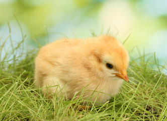 beautiful little chicken on green grass in garden