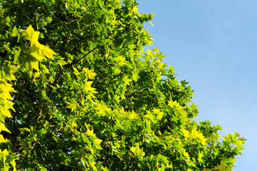 Fototapeta premium Leafs and sky