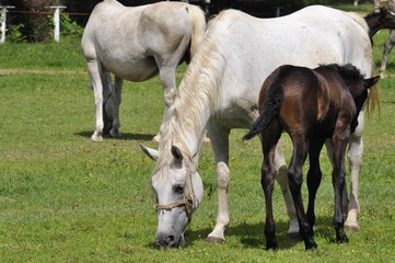 Naklejka na ściany i meble Mare and foal on the horse farm