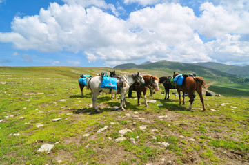 Pack horses in mountains of Altai