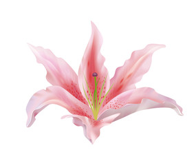 Lily flower