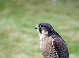 stunning bird of prey