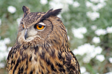 stunning brown owl