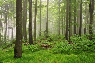 Fototapeta na wymiar Mgła w lesie