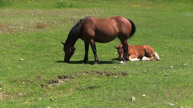 puledro libero con mamma