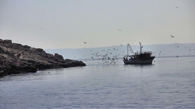 Fishing boat with seagulls