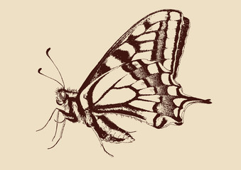 Fototapeta na wymiar butterfly Swallowtail (Papilio machaon)