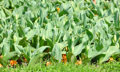 Tulips on a bed in early spring