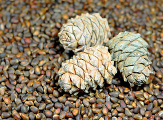 Fototapeta na wymiar Three pine cones against a background of nuts