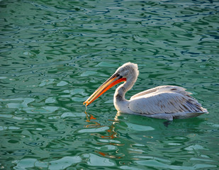 The male of a curly pelican eats bread in the sea