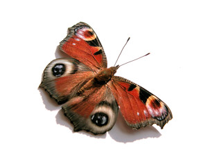 Fototapeta premium Schmetterling / Pfauenauge