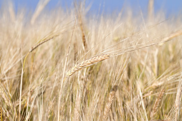 Fields of wheat