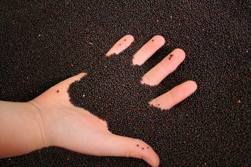 Hand im Rapssamen