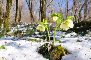 Hellebore flowers in spring forest