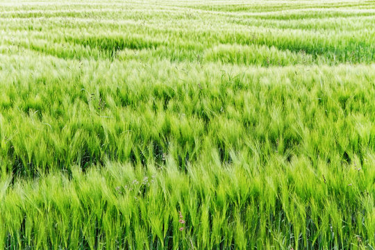 Barley field.