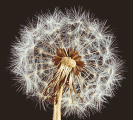 Close-up of dandelion on brown background