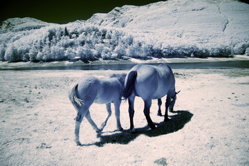 cavalli liberi paesaggio infrarosso