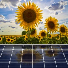 Photo sur Plexiglas Tournesol Renewable energy
