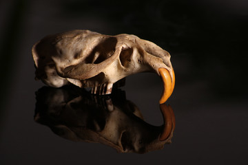 Schädel einer Ratte