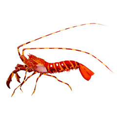 shrimp. watercolor painting