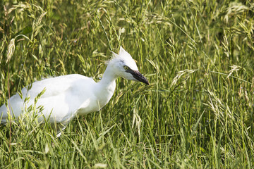 cucciolo di garzetta