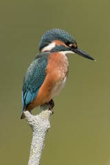 Kingfisher