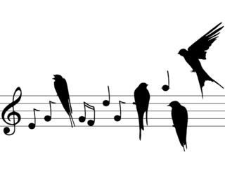 Vector music notes and birds