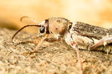 tarlo del legno - xilophagus insect