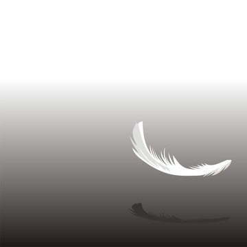 Feather001