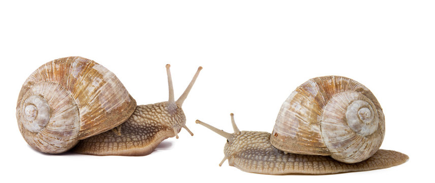 Two snails isolated on white background