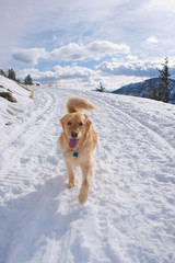 Happy dog walking down snoy trail