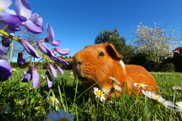 Cochon d'inde dans le jardin