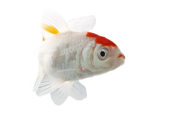 bicolor fish