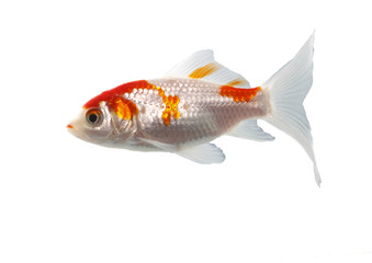 bicolor fish